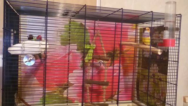 Поет самец амадины гульда смотреть онлайн