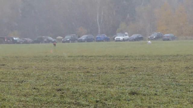 Грейхаунды DARKIE (К) и RUSSKIY VETER GASTON (Б). CACIL-CACL 2019. Курсинг на Ярославке. смотреть онлайн