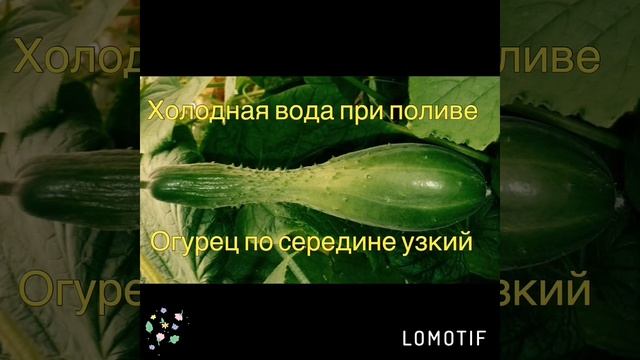 Признаки нехватки огурцам элементов? Преимущества огурцов F1 «Веселые друзья» смотреть онлайн