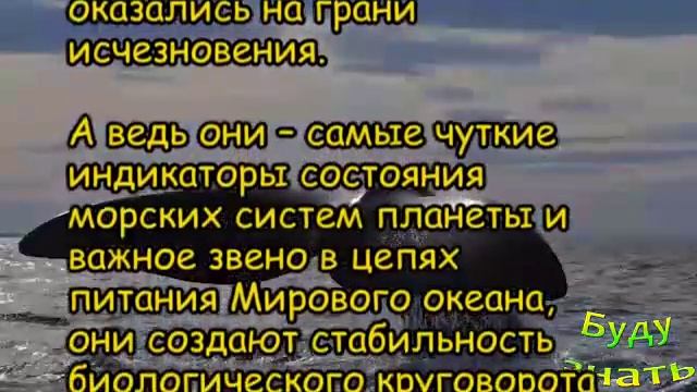 Всемирный день китов 19 февраля смотреть онлайн