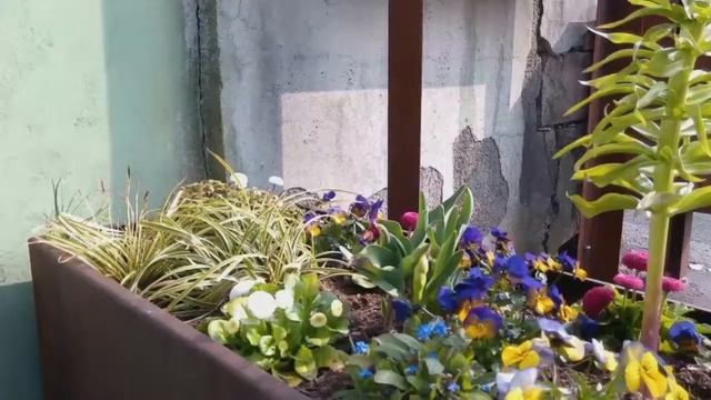 Frühlingsblumen in der Stadt. 18.04.2022. (Весенние городские цветы) смотреть онлайн