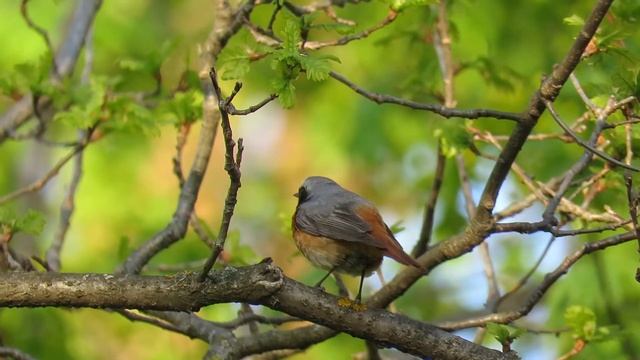 Обыкновенная горихвостка самец, Е Романова смотреть онлайн