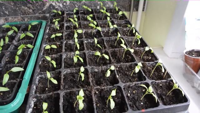 Перец Шоколадный красавец. Баклажаны. Рассада на окне. смотреть онлайн