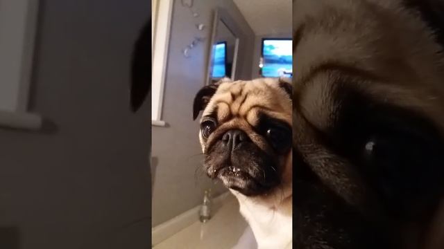 Greedy pug смотреть онлайн