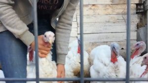 Хайбрид конвертер/// индюк это сложно???/// таблица веса по возрасту