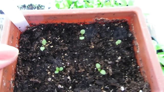 АПРЕЛЬ(2ч) ПОДКОРМКА ДЛЯ ЦВЕТОЧНОЙ РАССАДЫ. смотреть онлайн