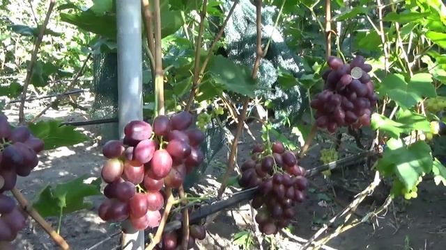 Виноград Ренессанс смотреть онлайн