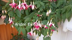 Фуксии с  названием сортов 2-я часть.