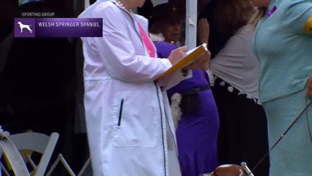 Spaniels (Welsh Springer) | Breed Judging 2022 смотреть онлайн