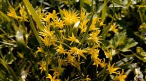 Гусиный лук желтый. Небольшой, нежный и хрупкий цветок.