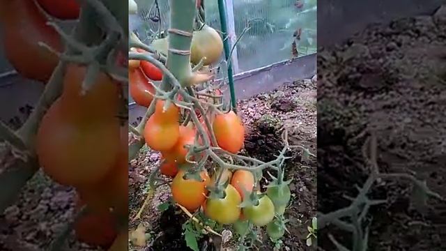 Дача, сад и огород 2 смотреть онлайн