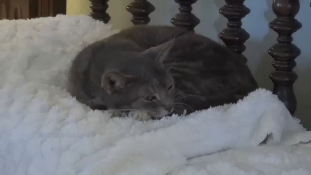 Six toed cat Ernest Hemingway House Key West. Шестипалые кошки музей Хэменгуея. Кей Вест|HelenLin смотреть онлайн