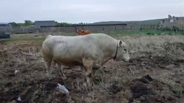 Бык Аулиекольской породы в деле! #быки#крс#телята#отёл#корова#случка#теленок#рек#рекомендации смотреть онлайн