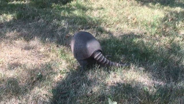 Самые Необычные и Удивительные Животные/Часть1 смотреть онлайн