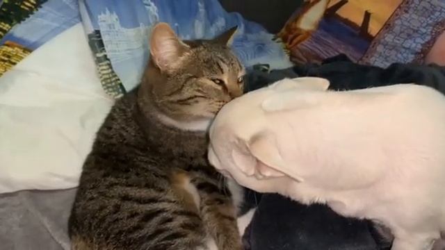 Всем спокойной ночи и самых добрых снов.