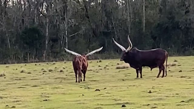Amazing Ankole-Watusi cattle in Florida смотреть онлайн