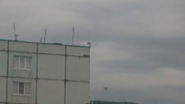 Аист на крыше смотреть онлайн