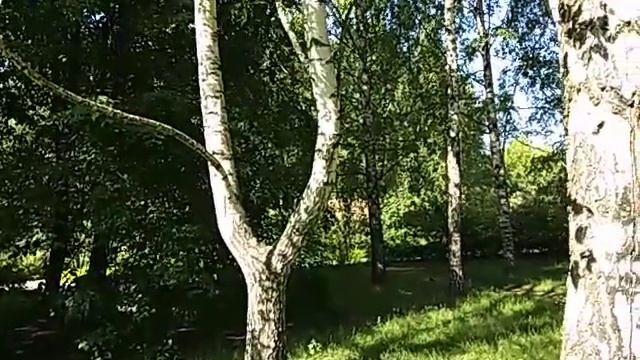 Березки в парке Сад Будущего в усадьбе Леоново смотреть онлайн