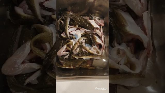 Fishing - Alot of Flathead & Fillets ? смотреть онлайн