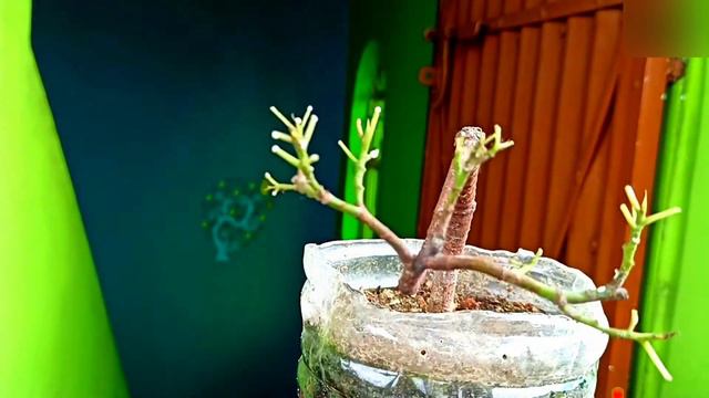 Ficus Religiousa Bonsai Time Lapse 1 Year 6 Months смотреть онлайн