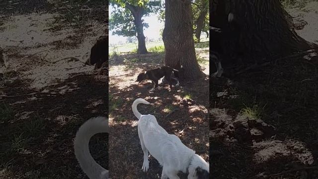 Кавказская овчарка. Пират(белый) и Роза смотреть онлайн