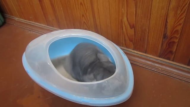 Купание шиншиллы смотреть онлайн