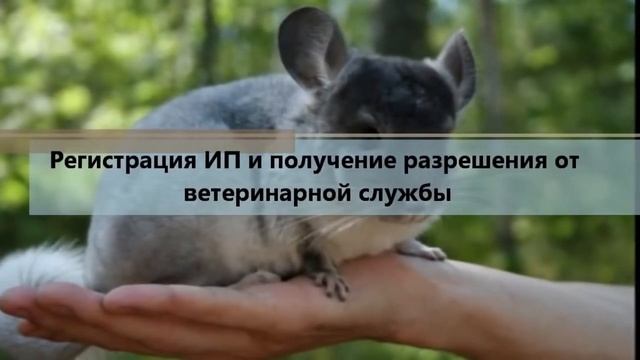 Бизнес идея разведение шиншилл смотреть онлайн