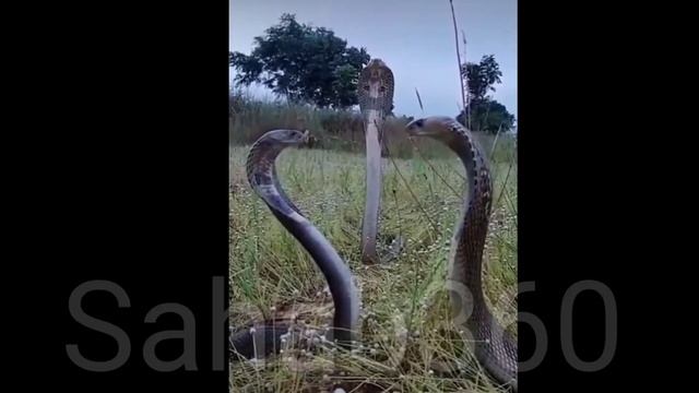 Black Mamba vs Black Mamba vs king cobra смотреть онлайн