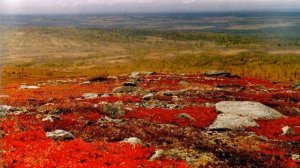Арктические пустыни, тундра и лесотундра