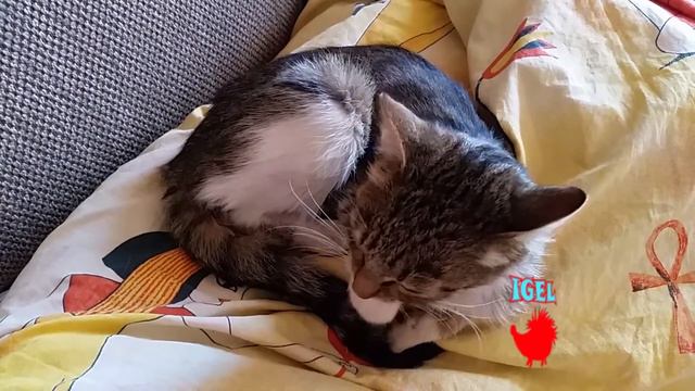 С вами я ваш Ёжик...ДОБРОТА СПАСЕТ МИР...Ёжик СПАСАЕТ КОТА...Бездомная кошка... смотреть онлайн