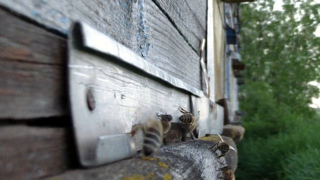 ЛПХ Шкрабо Н.И. Исполнитель песен : Ансабль "Веселуха". г. Новосибирск смотреть онлайн