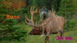 Как говорят животные. Звуки леса. Развивающее видео для детей. Лесные животные. Голоса животных