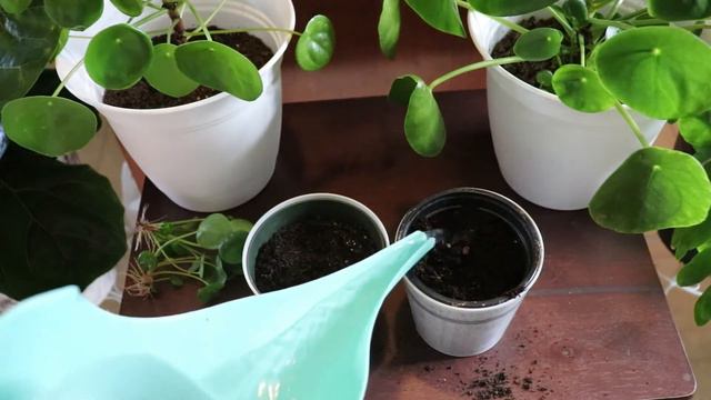 HOW TO PROPAGATE CHINESE MONEY PLANT IN 2 WAYS/PILEA PEPEROMIOIDES+CARE TIPS смотреть онлайн