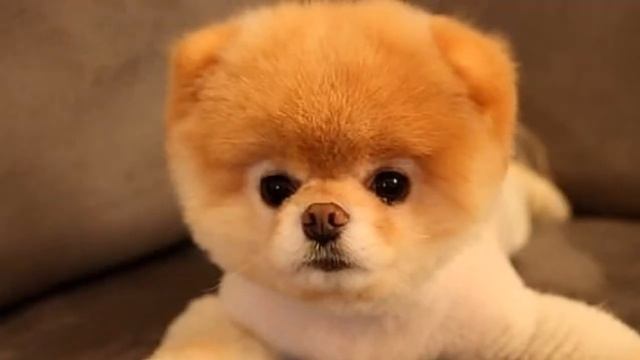 Выбираем для себя: кто лучше,шпиц или чихуахуа?|| KseniaReyD. смотреть онлайн