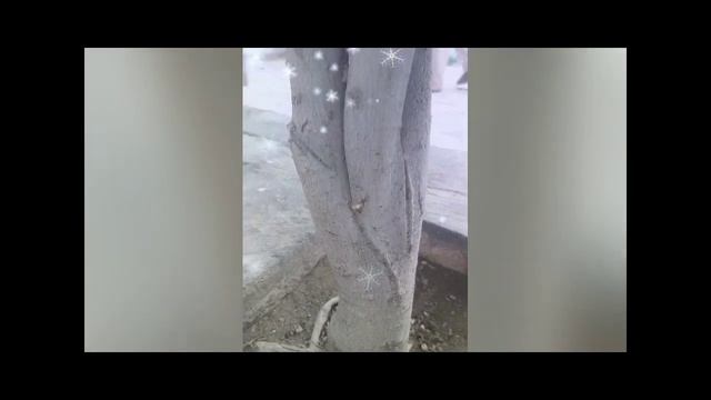 #ficus #Bonsai #ficus_Panda || 4 Years Old