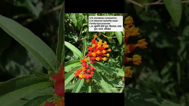 Asclepias curassavica, commonly known as tropical milkweed смотреть онлайн