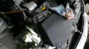 Замена ремня генератора на  Опель Вектра С\Signum\Opel Vectra C GTS 2 2 DTI