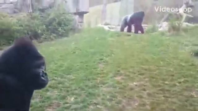 Cyberpunk 2077 Monkey Edition смотреть онлайн
