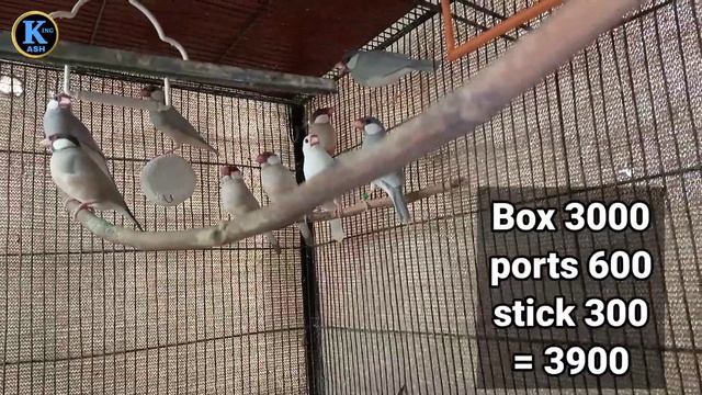 Fawn Java sparrow feasibility report | Java bird business | Small business plan | Java Finch | bird смотреть онлайн