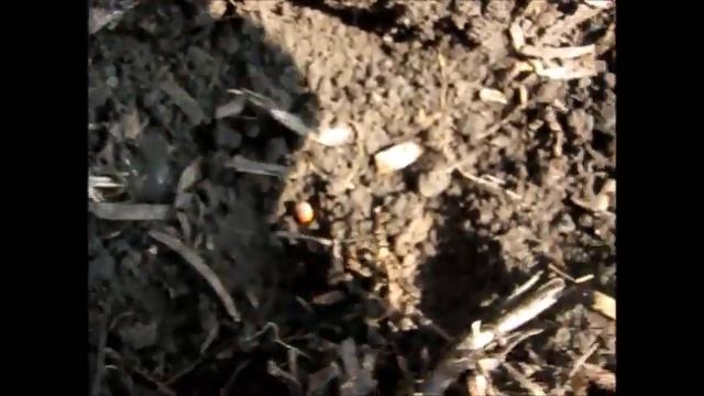 Летние посевы Сеем дайкот, редьку, пекинскую капусту...