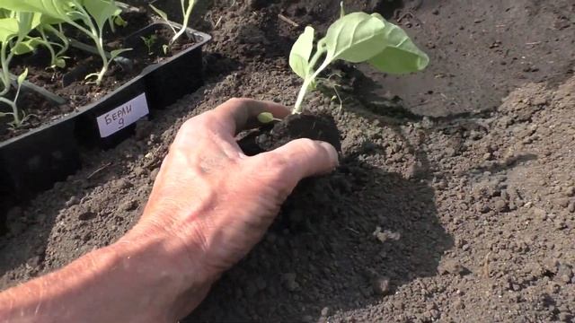 Май 22.05.2021 Высадка рассады Табака в открытый грунт. смотреть онлайн