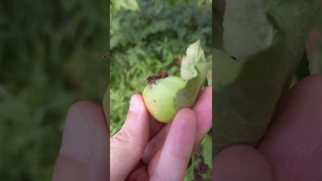 Яблонная плодожорка смотреть онлайн