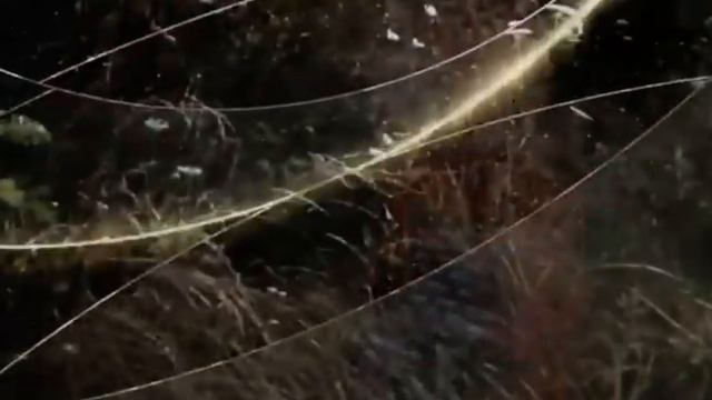 Цветёт черемуха , к похолоданию смотреть онлайн