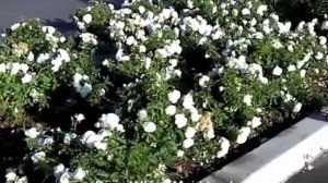 Rose White Meidiland