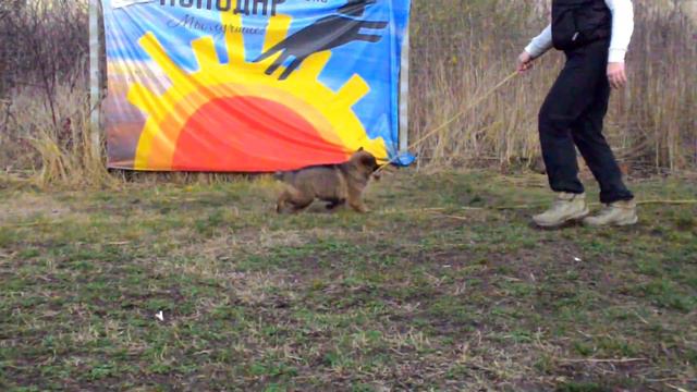 Баларис ФИЛИН, 1.5 мес. смотреть онлайн