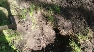 Ловушка для крота своими руками. Крот пойман