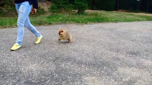 померанский шпиц мальчик смотреть онлайн