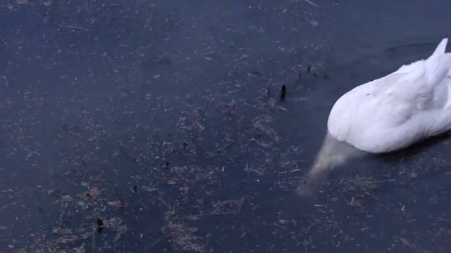Sony DSC-HX1 720p Video - A Duck in a Park смотреть онлайн