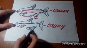 Определение пола у неона