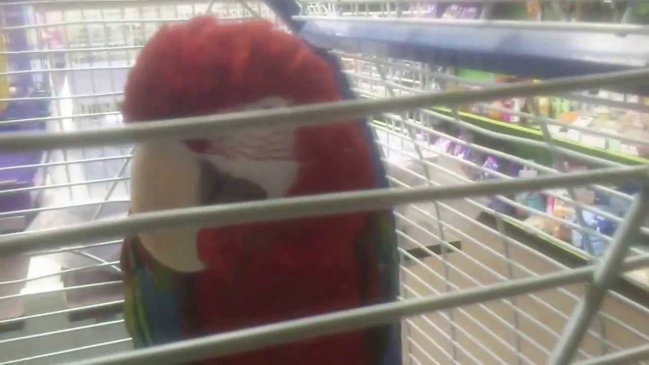 Попугай! (Йагупоп 77)